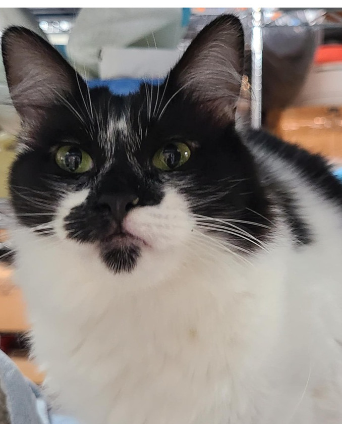 Shylo, an adoptable Domestic Short Hair in Salinas, CA, 93905 | Photo Image 1