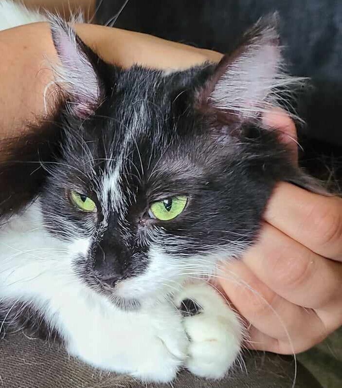 Shylo, an adoptable Domestic Short Hair in Salinas, CA, 93905 | Photo Image 2