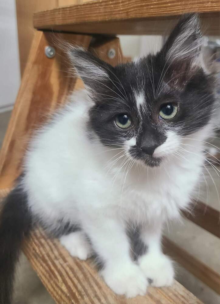 Shylo, an adoptable Domestic Short Hair in Salinas, CA, 93905 | Photo Image 3