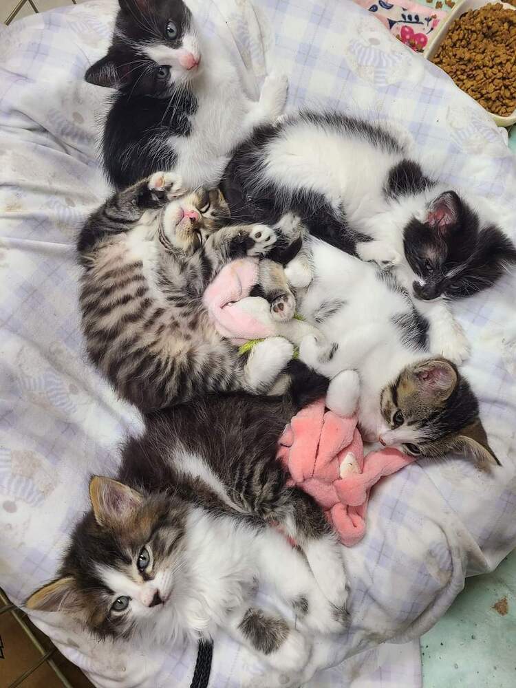 Shylo, an adoptable Domestic Short Hair in Salinas, CA, 93905 | Photo Image 4