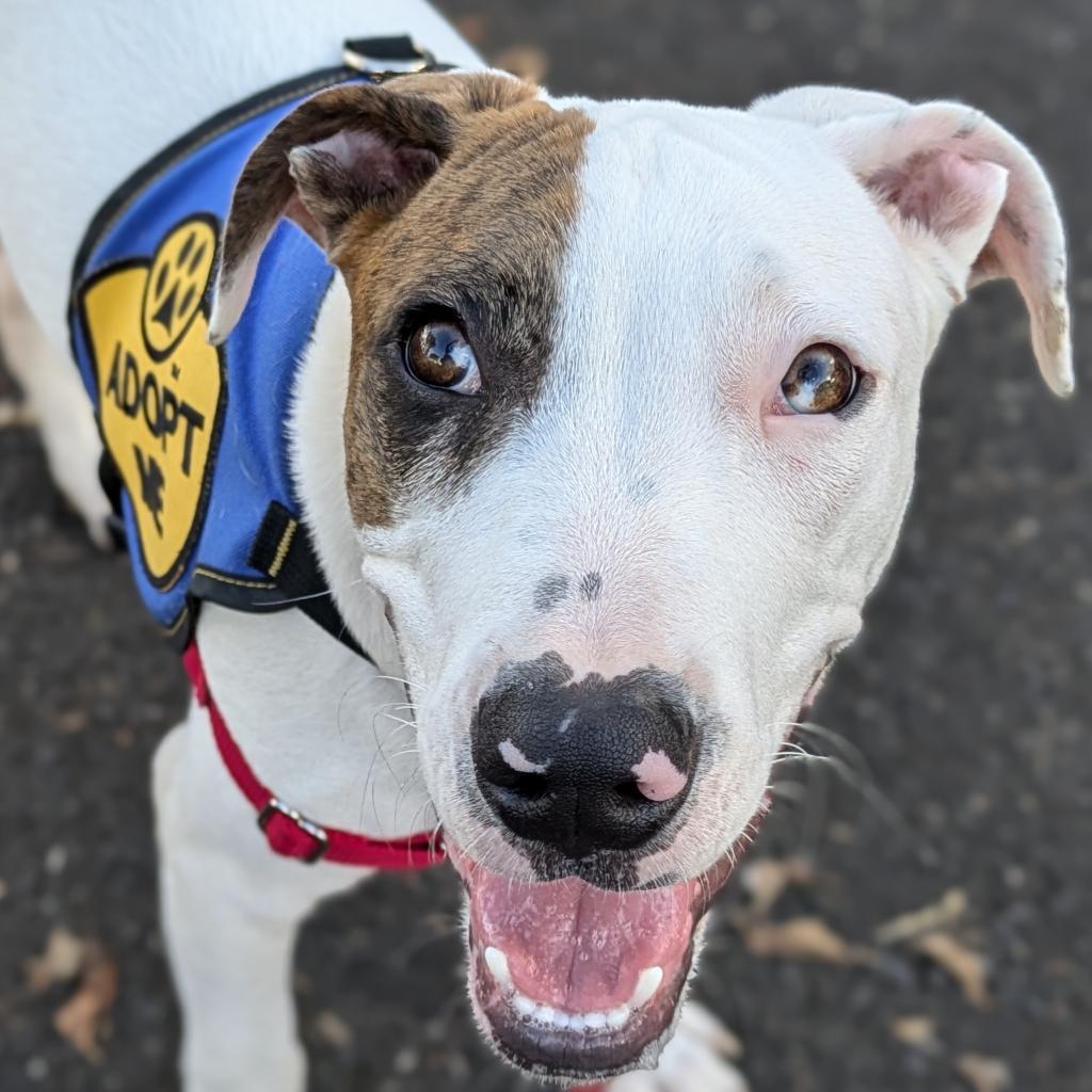 Piggy, an adoptable Terrier in Kilauea, HI, 96754 | Photo Image 1