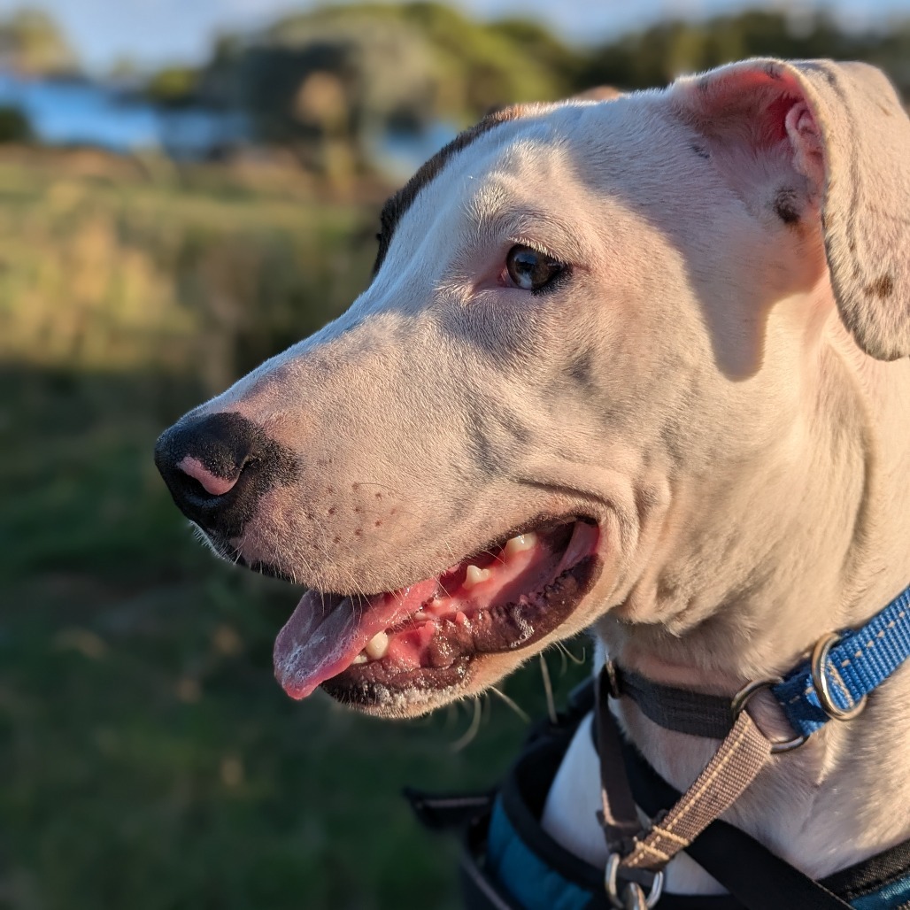 Piggy, an adoptable Hound in Kilauea, HI, 96754 | Photo Image 1