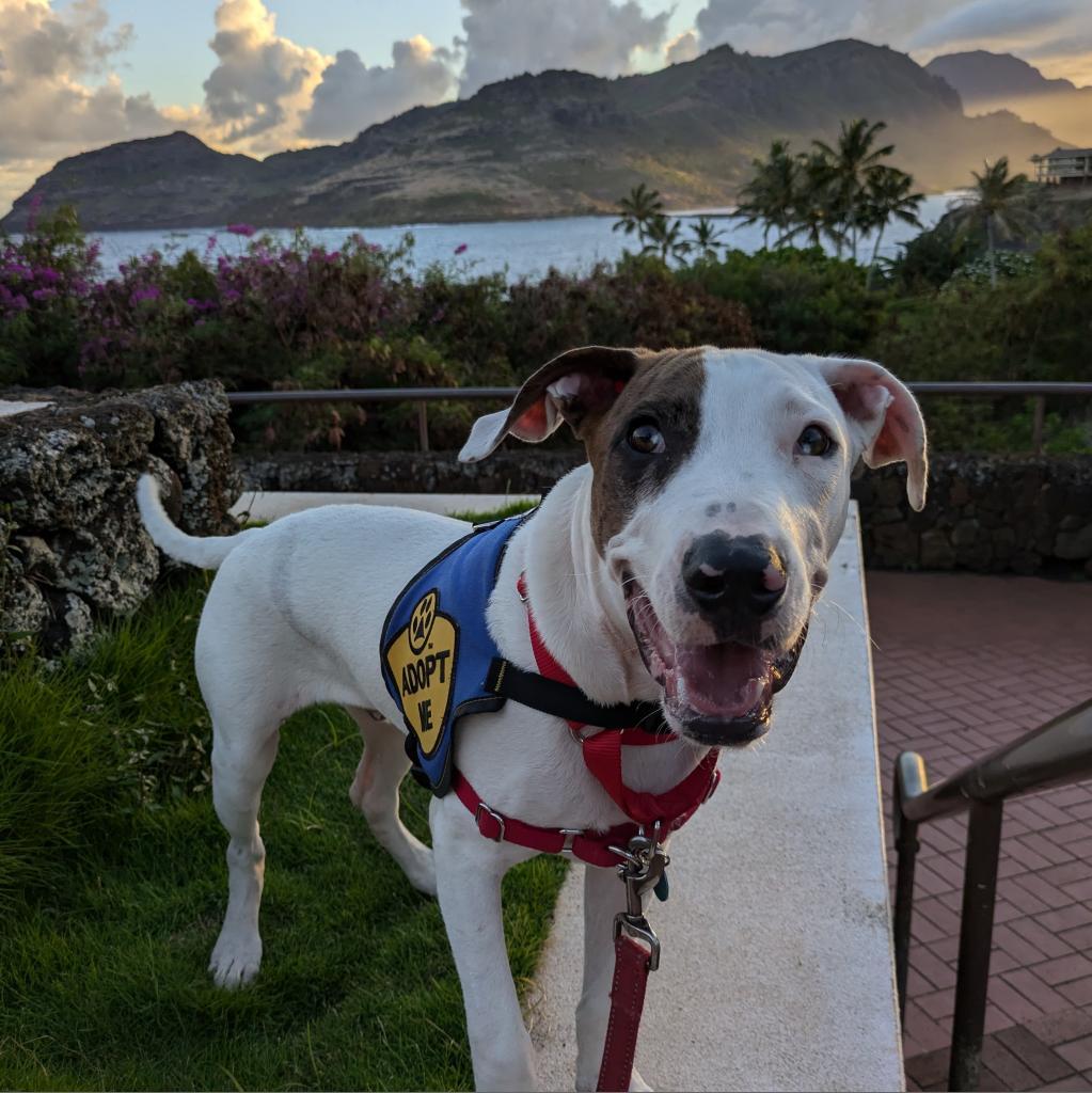 Piggy, an adoptable Terrier in Kilauea, HI, 96754 | Photo Image 3