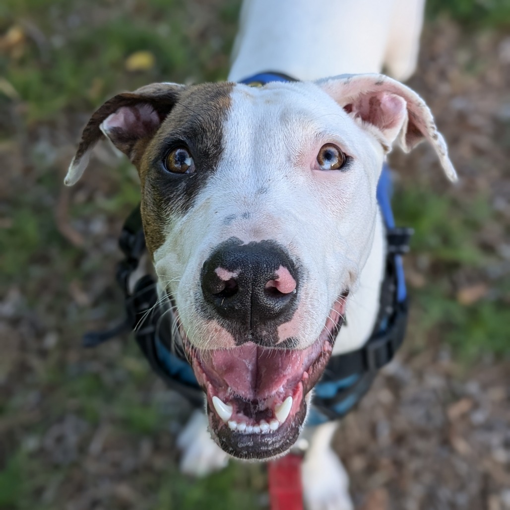 Piggy, an adoptable Hound in Kilauea, HI, 96754 | Photo Image 4