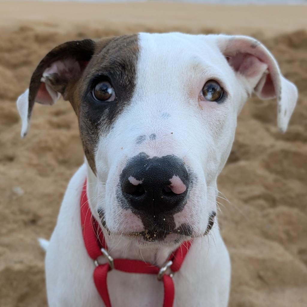 Piggy, an adoptable Terrier in Kilauea, HI, 96754 | Photo Image 5