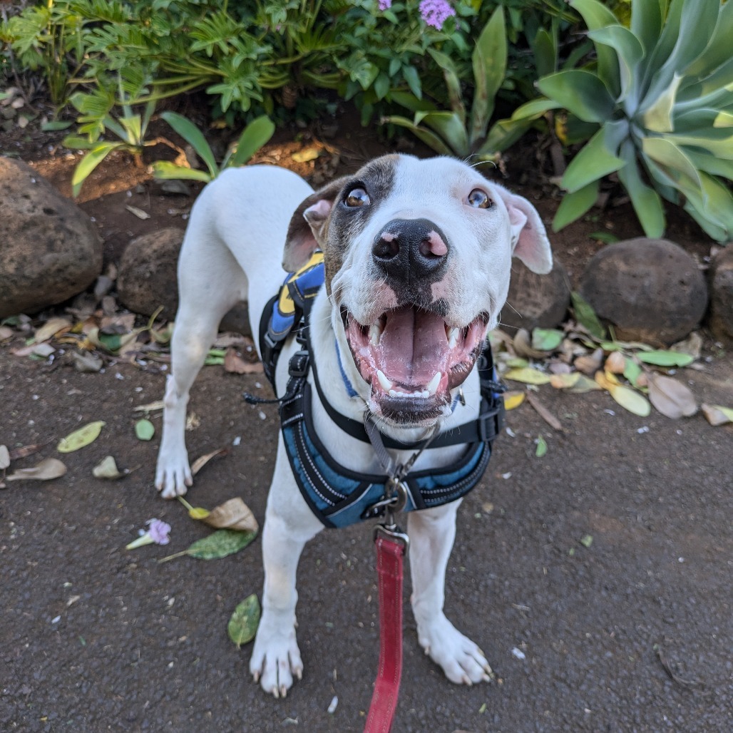 Piggy, an adoptable Hound in Kilauea, HI, 96754 | Photo Image 5