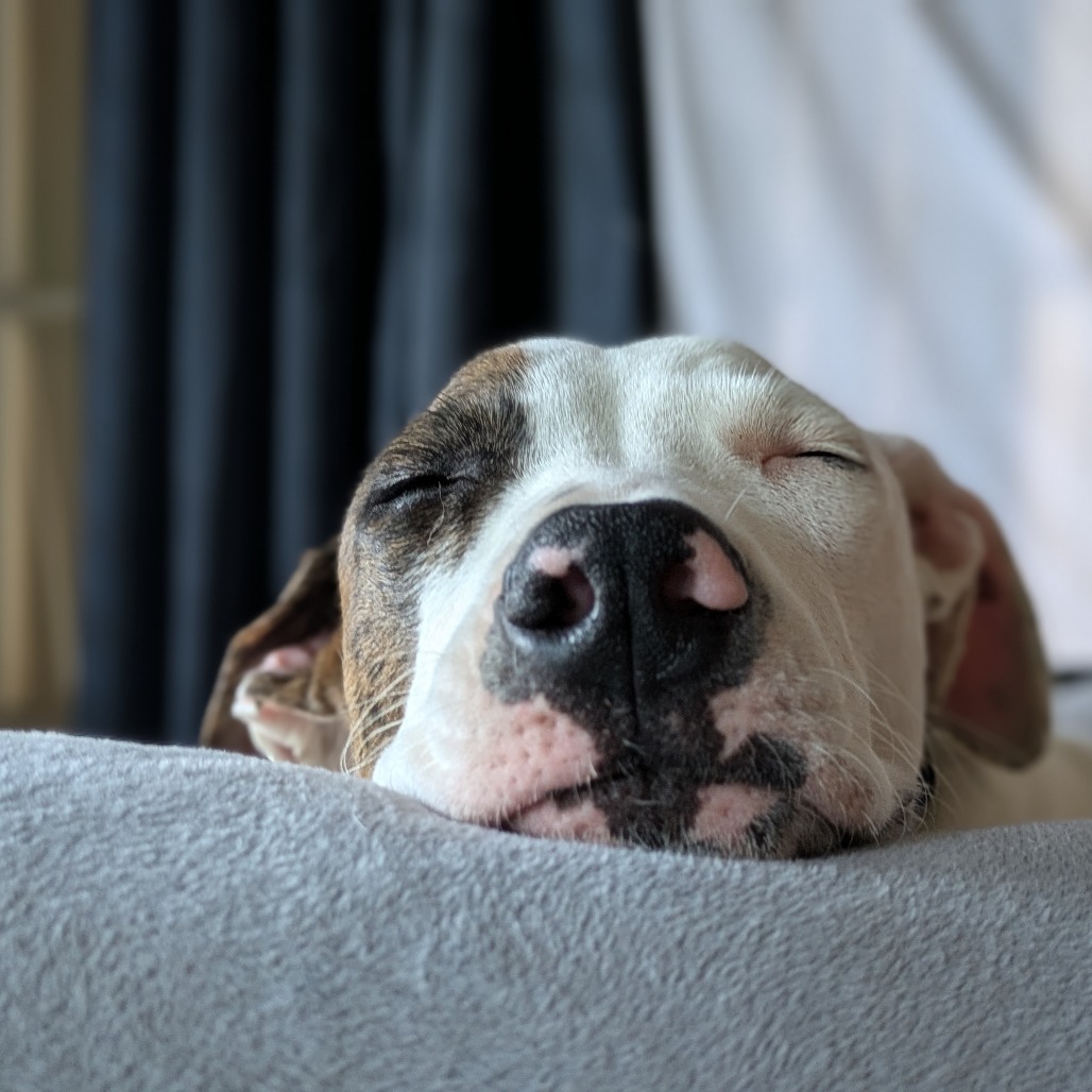 Piggy, an adoptable Hound in Kilauea, HI, 96754 | Photo Image 6
