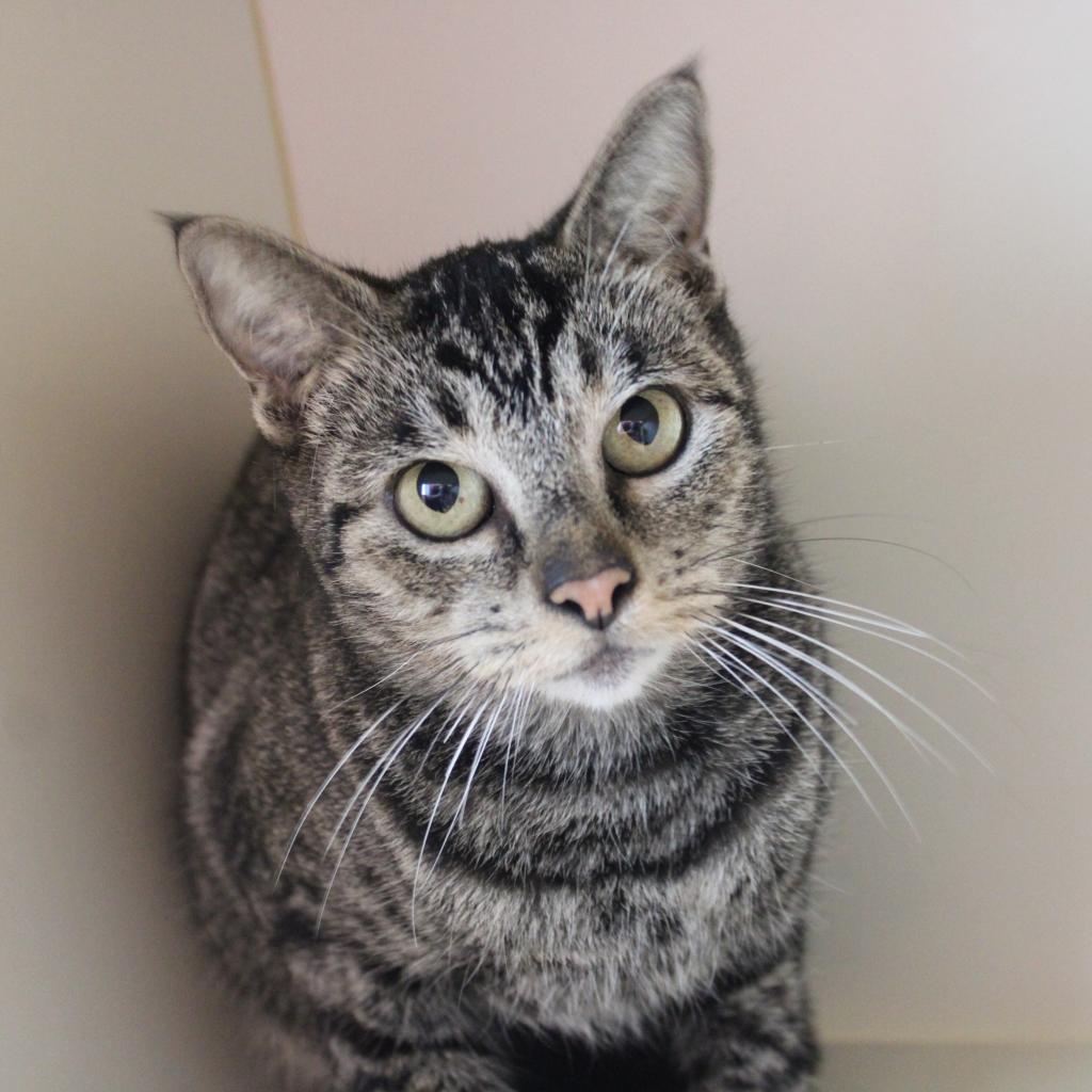 Friendo, an adoptable Domestic Short Hair in Cleveland, MS, 38732 | Photo Image 1