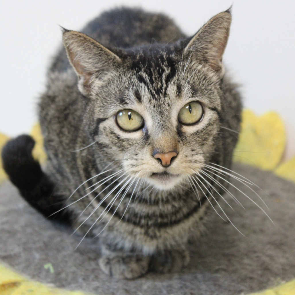 Friendo, an adoptable Domestic Short Hair in Cleveland, MS, 38732 | Photo Image 1