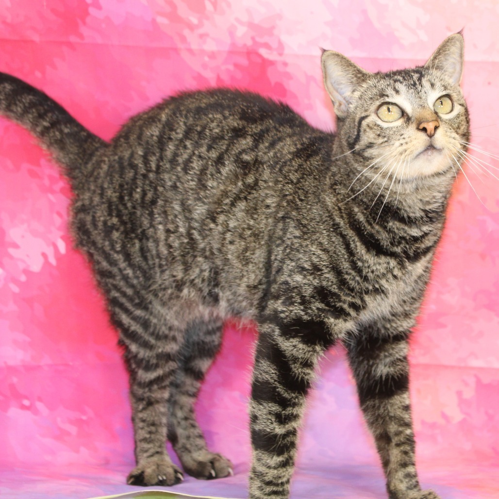 Friendo, an adoptable Domestic Short Hair in Cleveland, MS, 38732 | Photo Image 3