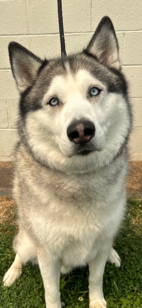 Takaani, an adoptable Husky in Brookings, OR, 97415 | Photo Image 1