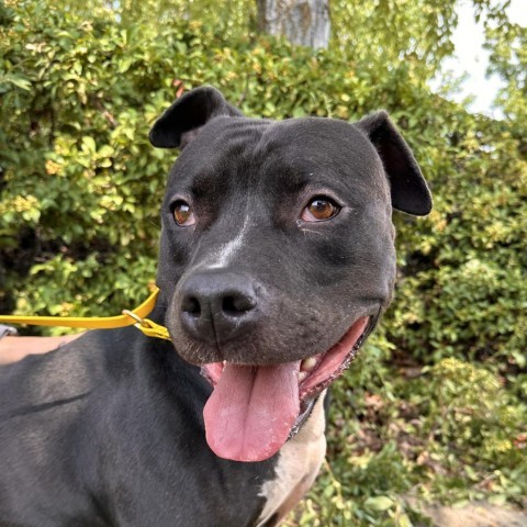 Nala, an adoptable Pit Bull Terrier in Spokane, WA, 99217 | Photo Image 1