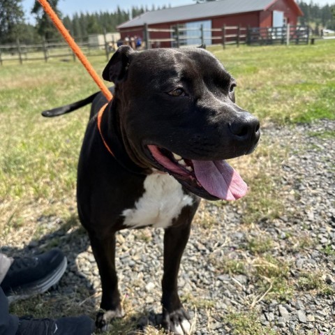 Nala, an adoptable Pit Bull Terrier in Spokane, WA, 99217 | Photo Image 2