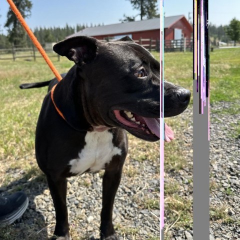 Nala, an adoptable Pit Bull Terrier in Spokane, WA, 99217 | Photo Image 3