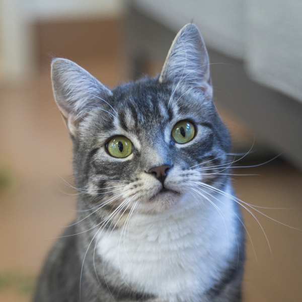 Lima, an adoptable Domestic Short Hair in Kennewick, WA, 99336 | Photo Image 1