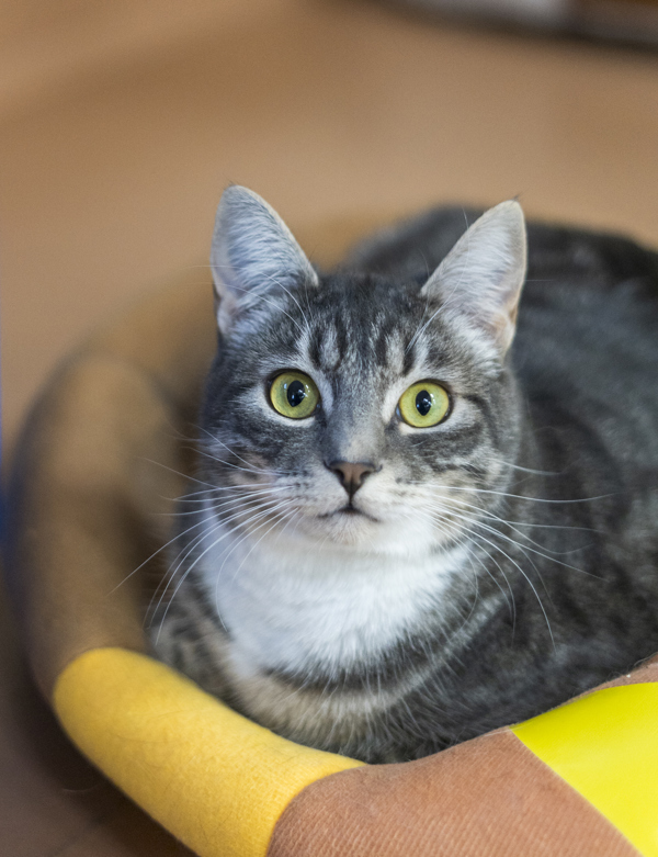 Lima, an adoptable Domestic Short Hair in Kennewick, WA, 99336 | Photo Image 2