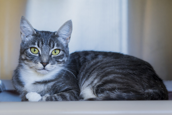 Lima, an adoptable Domestic Short Hair in Kennewick, WA, 99336 | Photo Image 5