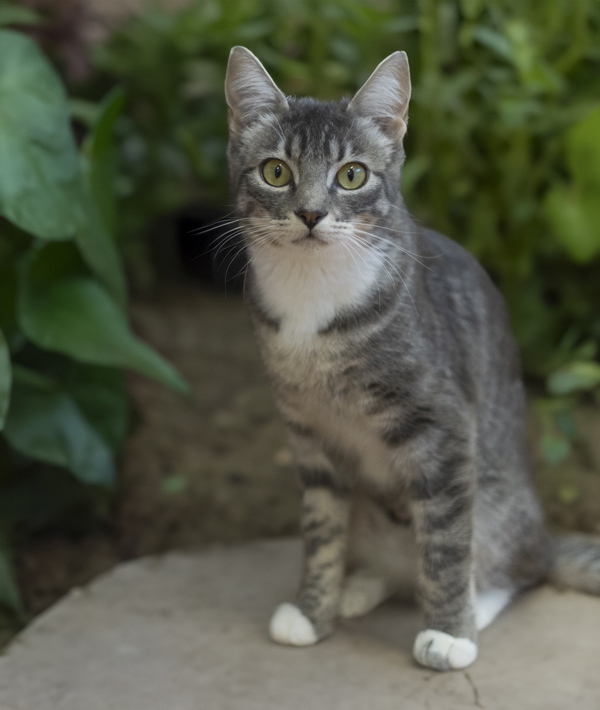 Lima, an adoptable Domestic Short Hair in Kennewick, WA, 99336 | Photo Image 6