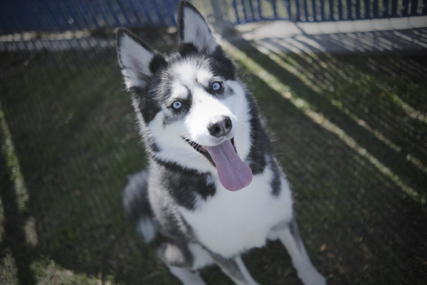 Bark Wahlberg, an adoptable Siberian Husky in Kennewick, WA, 99336 | Photo Image 1