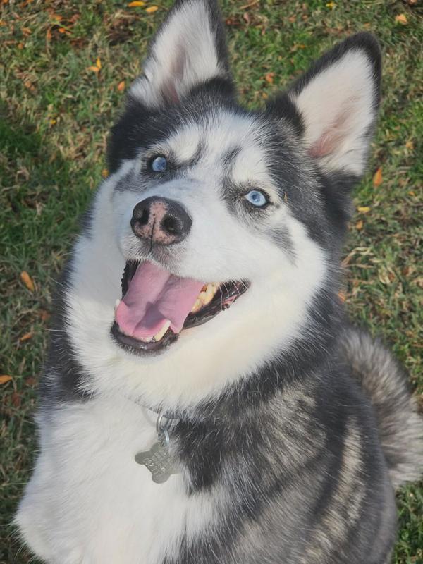 Bark Wahlberg, an adoptable Siberian Husky in Kennewick, WA, 99336 | Photo Image 1