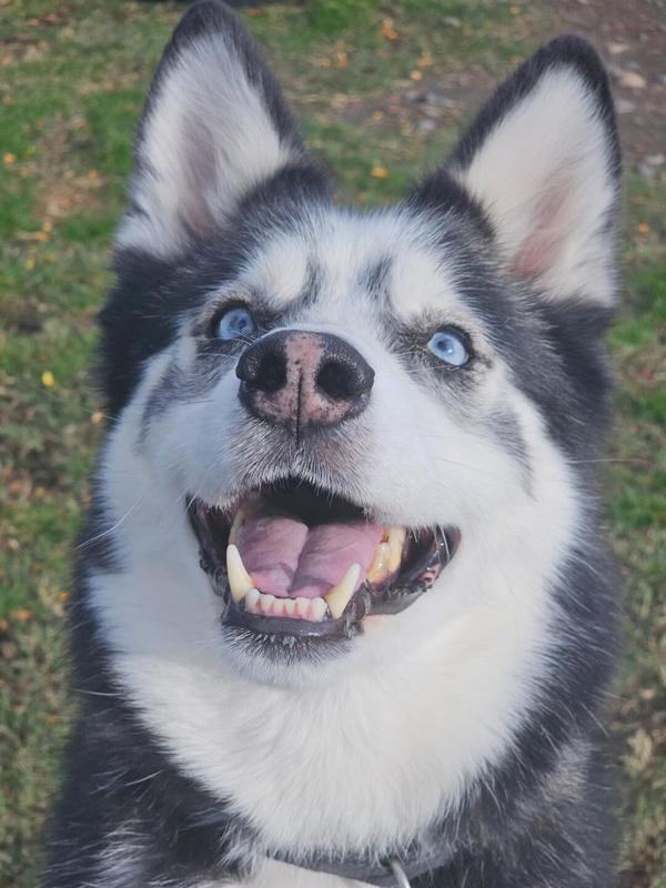 Bark Wahlberg, an adoptable Siberian Husky in Kennewick, WA, 99336 | Photo Image 2