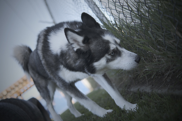 Bark Wahlberg, an adoptable Siberian Husky in Kennewick, WA, 99336 | Photo Image 3