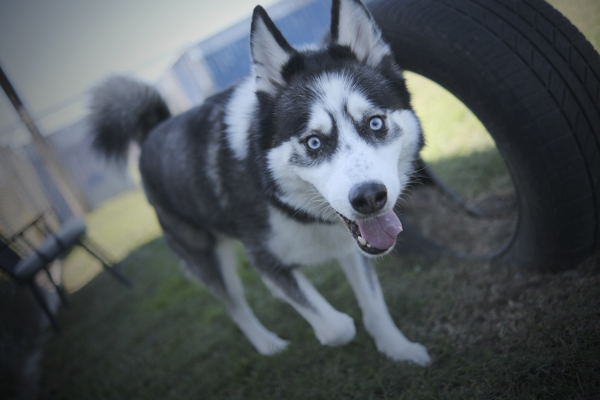 Bark Wahlberg, an adoptable Siberian Husky in Kennewick, WA, 99336 | Photo Image 3