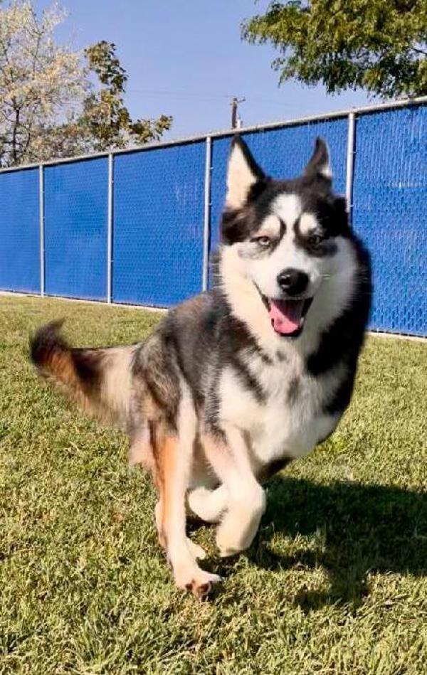 Bark Wahlberg, an adoptable Siberian Husky in Kennewick, WA, 99336 | Photo Image 4