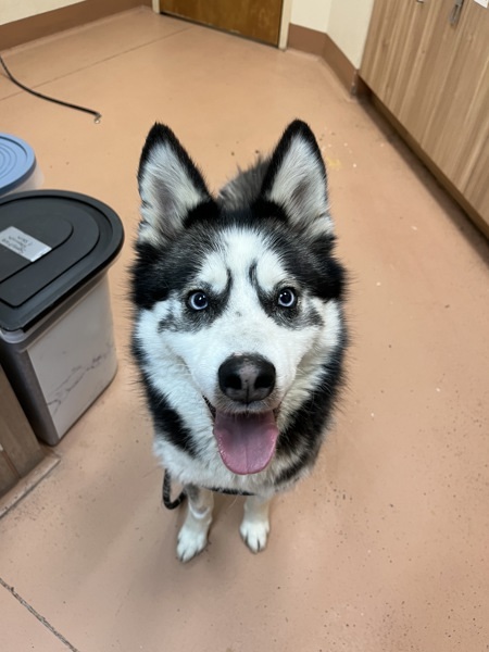 Bark Wahlberg, an adoptable Siberian Husky in Kennewick, WA, 99336 | Photo Image 5