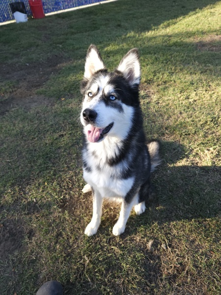 Ozzy Pawsborne, an adoptable Siberian Husky in Kennewick, WA, 99336 | Photo Image 1
