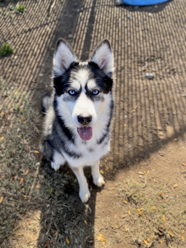 Ozzy Pawsborne
