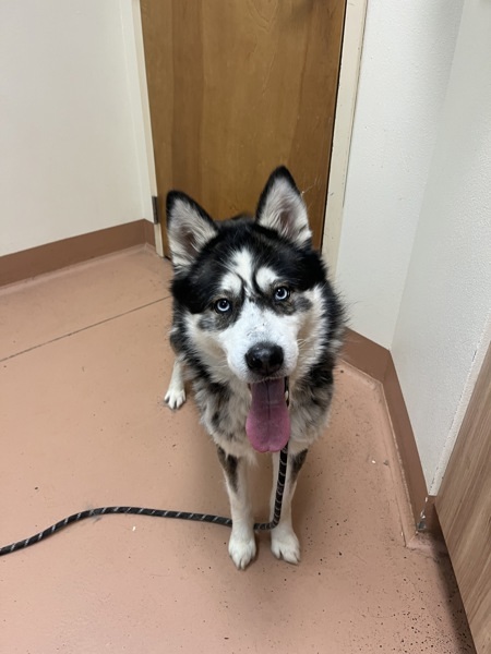 Ozzy Pawsborne, an adoptable Siberian Husky in Kennewick, WA, 99336 | Photo Image 2