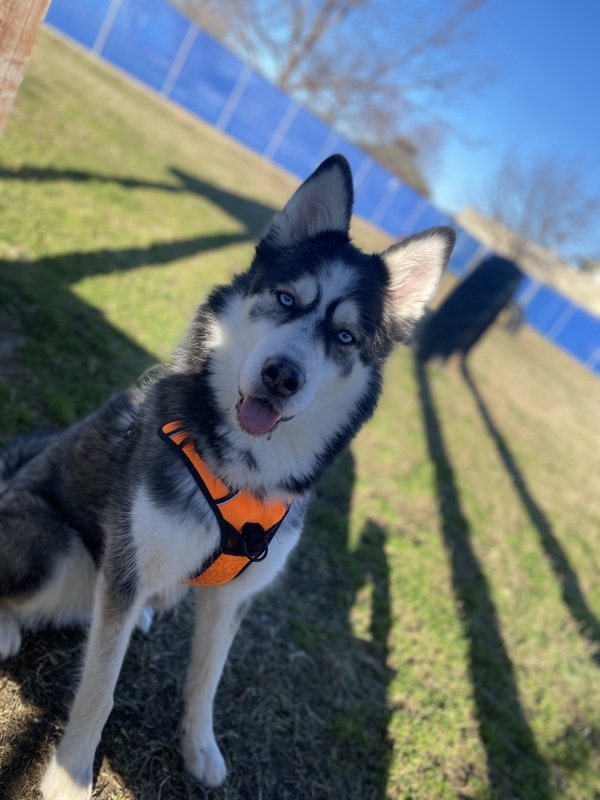 Ozzy Pawsborne, an adoptable Siberian Husky in Kennewick, WA, 99336 | Photo Image 3