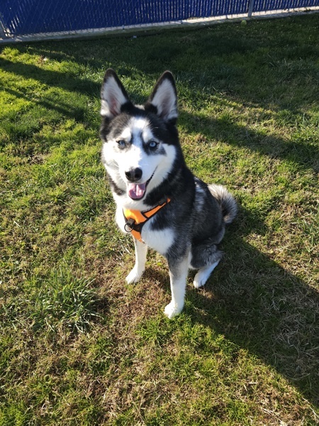 Ozzy Pawsborne, an adoptable Siberian Husky in Kennewick, WA, 99336 | Photo Image 3
