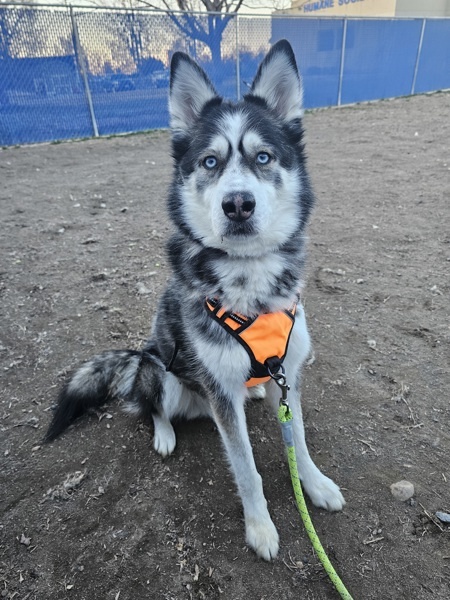Ozzy Pawsborne, an adoptable Siberian Husky in Kennewick, WA, 99336 | Photo Image 4