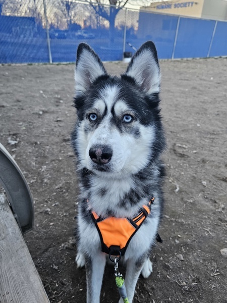 Ozzy Pawsborne, an adoptable Siberian Husky in Kennewick, WA, 99336 | Photo Image 5