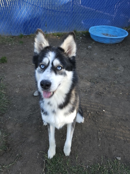 Ozzy Pawsborne, an adoptable Siberian Husky in Kennewick, WA, 99336 | Photo Image 6