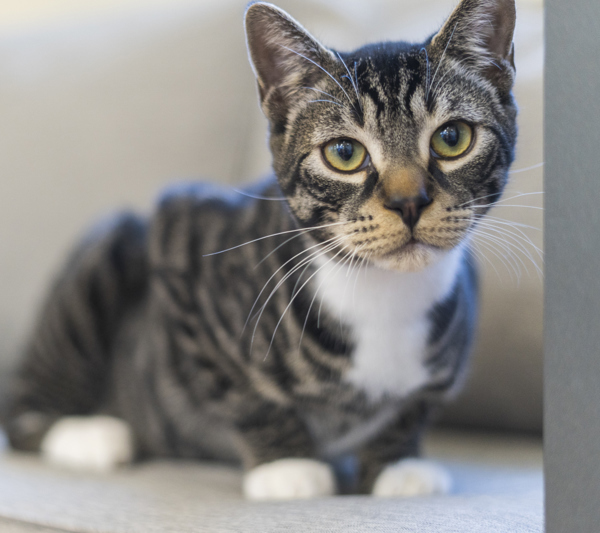 Sgt. Tibbs, an adoptable Domestic Short Hair in Kennewick, WA, 99336 | Photo Image 1