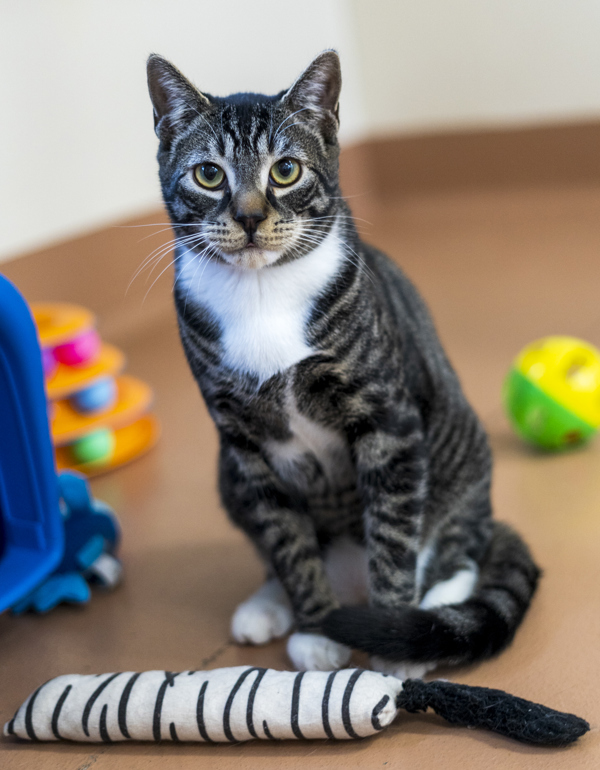 Sgt. Tibbs, an adoptable Domestic Short Hair in Kennewick, WA, 99336 | Photo Image 2