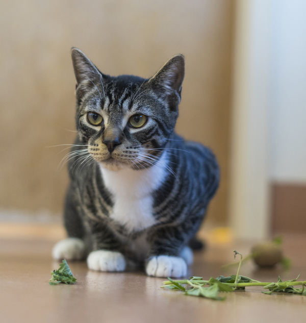 Sgt. Tibbs, an adoptable Domestic Short Hair in Kennewick, WA, 99336 | Photo Image 3