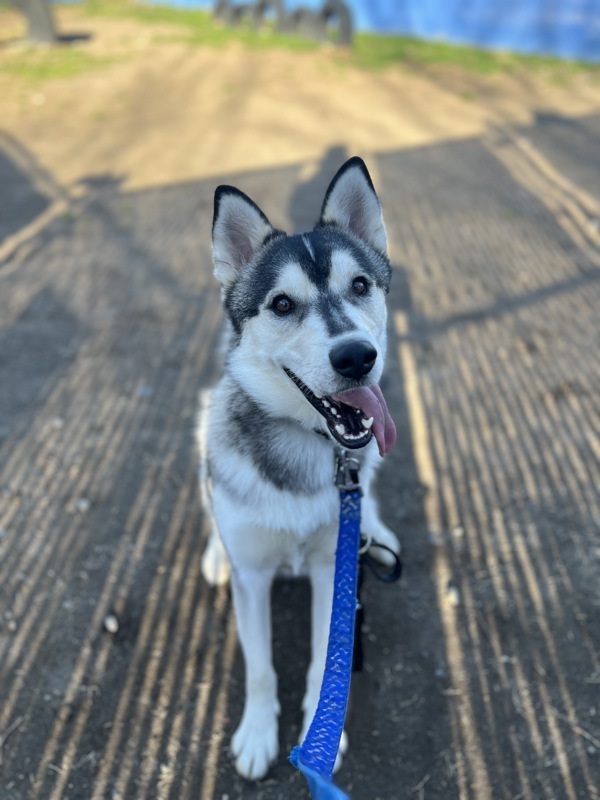 Arf Vader, an adoptable Siberian Husky in Kennewick, WA, 99336 | Photo Image 1