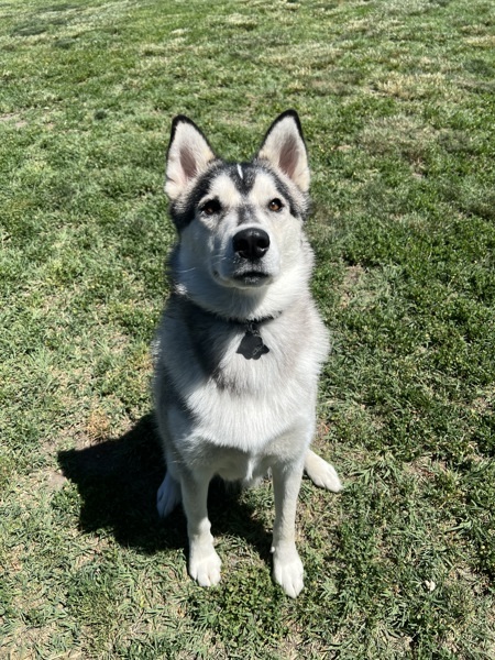 Arf Vader, an adoptable Siberian Husky in Kennewick, WA, 99336 | Photo Image 1