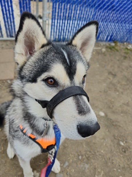 Arf Vader, an adoptable Siberian Husky in Kennewick, WA, 99336 | Photo Image 2