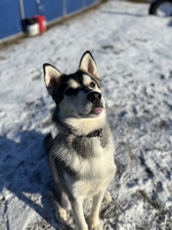 Arf Vader, an adoptable Siberian Husky in Kennewick, WA, 99336 | Photo Image 3