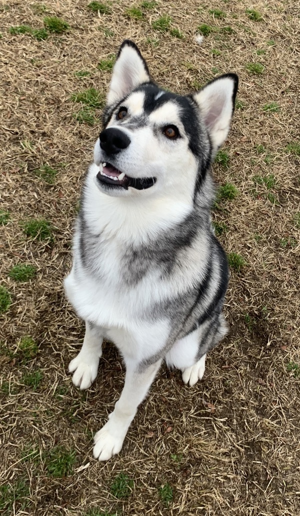 Arf Vader, an adoptable Siberian Husky in Kennewick, WA, 99336 | Photo Image 5