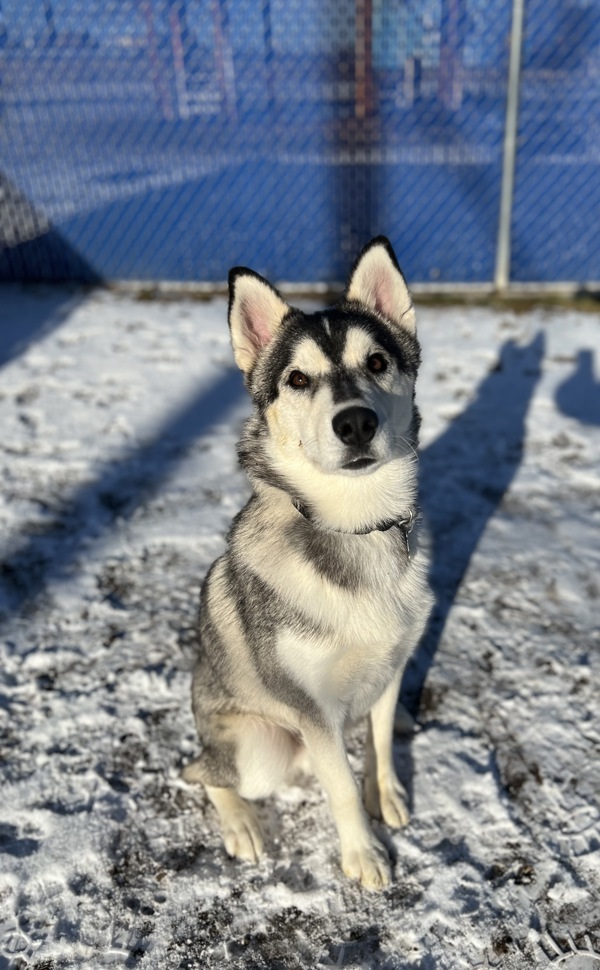 Arf Vader, an adoptable Siberian Husky in Kennewick, WA, 99336 | Photo Image 5