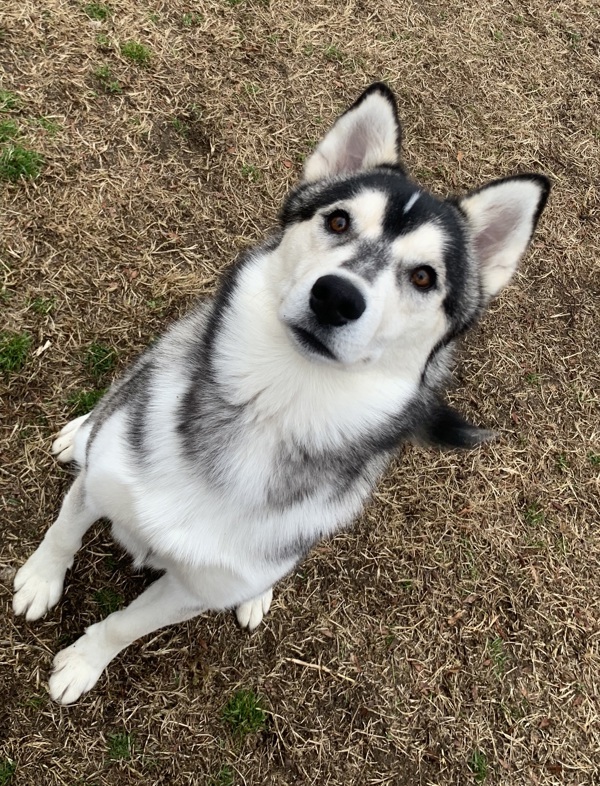 Arf Vader, an adoptable Siberian Husky in Kennewick, WA, 99336 | Photo Image 6