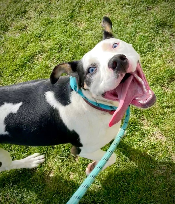 Chleo, an adoptable Border Collie in Kennewick, WA, 99336 | Photo Image 1