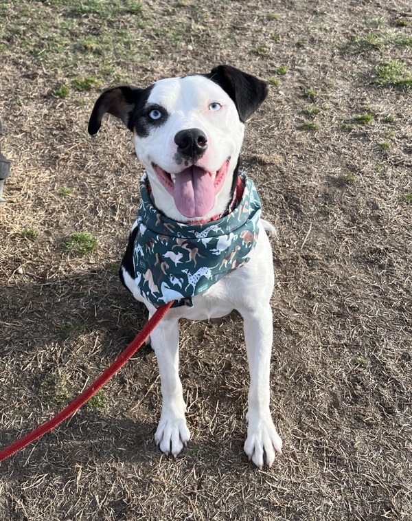 Chleo, an adoptable Border Collie in Kennewick, WA, 99336 | Photo Image 2