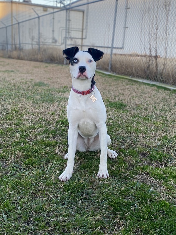 Chleo, an adoptable Border Collie in Kennewick, WA, 99336 | Photo Image 3